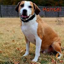 Thumbnail photo of Hansel #2