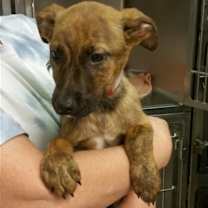 Thumbnail photo of Nala #4