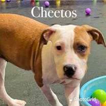Thumbnail photo of Cheetos #1