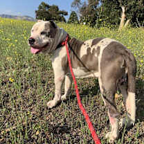 Thumbnail photo of Handsome Toro #4