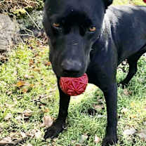 Thumbnail photo of Zyppr #2