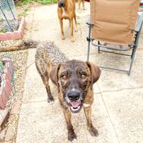 Thumbnail photo of Horace #2