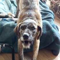 Thumbnail photo of Horace #3