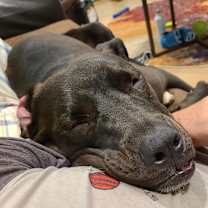 Thumbnail photo of Rhyno #4