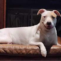 Thumbnail photo of Tillie #1