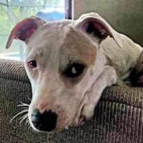 Thumbnail photo of Tillie #3