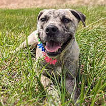 Thumbnail photo of Daisey #1