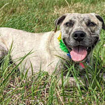 Thumbnail photo of Daisey #2