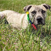 Thumbnail photo of Daisey #3