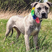 Thumbnail photo of Daisey #4