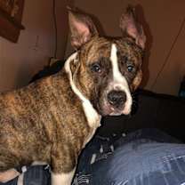 Thumbnail photo of Rocky 2 #1