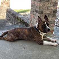 Thumbnail photo of Rocky 2 #2