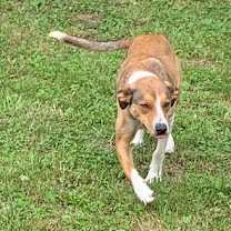 Thumbnail photo of Fido #1