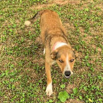 Thumbnail photo of Fido #3