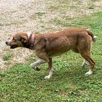 Thumbnail photo of Fido #4