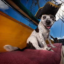 Thumbnail photo of Marshall #3