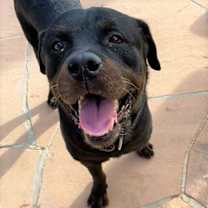 Thumbnail photo of Bronson #3
