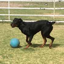 Thumbnail photo of Finn #3