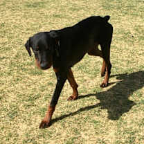 Thumbnail photo of Finn #4