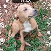 Thumbnail photo of Nick #2