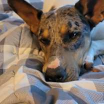 Thumbnail photo of Cal #1