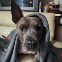 Thumbnail photo of Benny #3