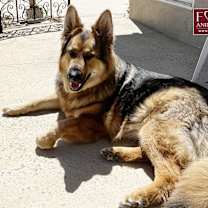Thumbnail photo of Goose #3
