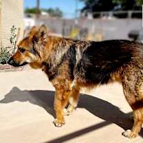 Thumbnail photo of Goose #4