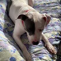 Thumbnail photo of Ivy #3