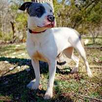 Thumbnail photo of Ivy #1