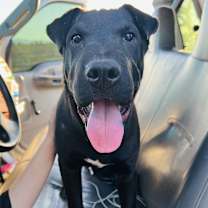 Thumbnail photo of Hank #1