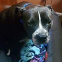 Thumbnail photo of Gracie - PORTAGE, IN #2