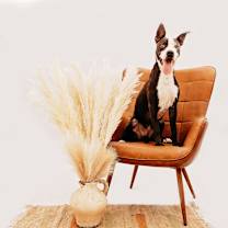 Thumbnail photo of Otto #1