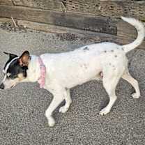 Thumbnail photo of Jax (WA) #2