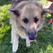 Thumbnail photo of Roxy #3