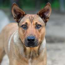 Thumbnail photo of Cherokee #1