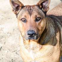Thumbnail photo of Cherokee #2