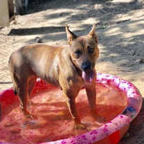 Thumbnail photo of Cherokee #4