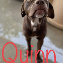 Thumbnail photo of Quinn #2