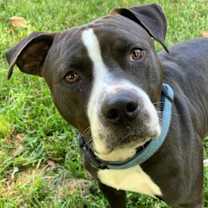 Thumbnail photo of Jersey #2