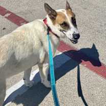 Thumbnail photo of Yukon #4