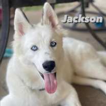 Thumbnail photo of Jackson **Special medical needs** #4
