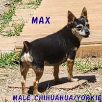 Thumbnail photo of Max #1