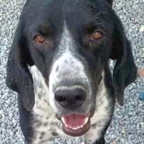 Thumbnail photo of CARSON (Turkey) kt #1