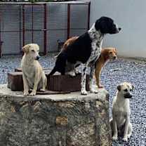 Thumbnail photo of CARSON (Turkey) kt #2
