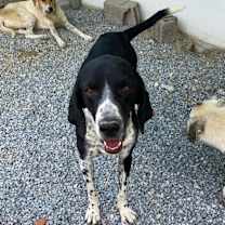 Thumbnail photo of CARSON (Turkey) kt #3