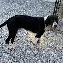 Thumbnail photo of CARSON (Turkey) kt #4