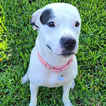 Thumbnail photo of Rizzo #4