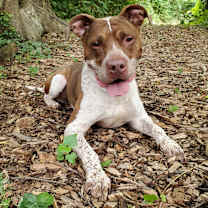 Thumbnail photo of Mason #3