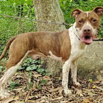 Thumbnail photo of Mason #4